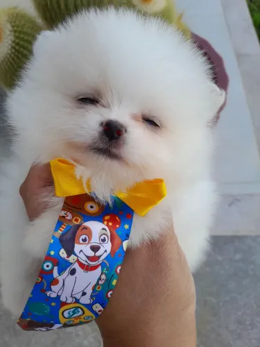 Lulu da pomerania ( spitz alemão anão) raça pura com pedigree