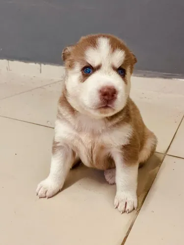 Husky siberiano