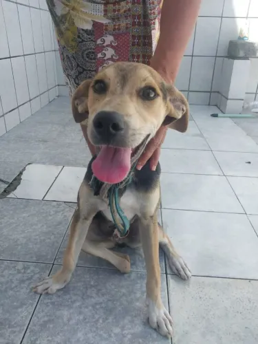 Cachorro p/ adoção