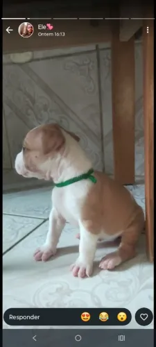 Filhote de PIT Bull APBT