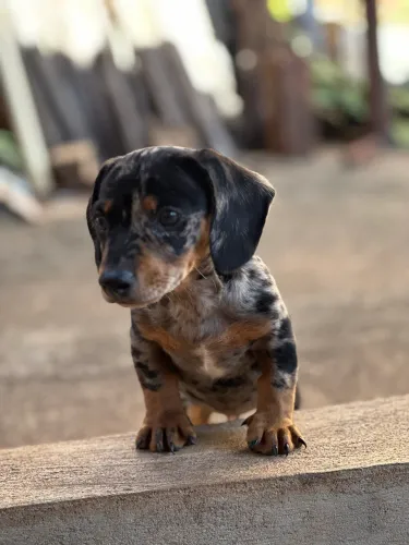 Dachshund / Cofap macho miniatura Alerquin