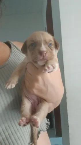 Cachorrinha pra adoção