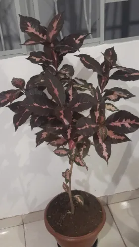 PLANTA CARICATA (Graptophyllum pictum)