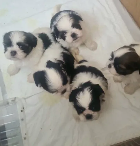 Shih Tzu