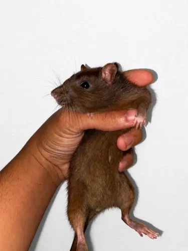 Rato Twister fêmea 
