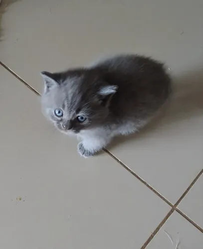 Filhote British Shorthair - Blue