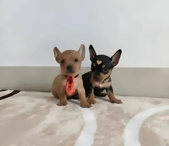 Pinscher Micro 00