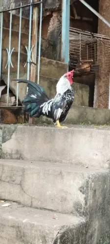 DOIS GUARNIZÉS, GALIZÉ (foto)