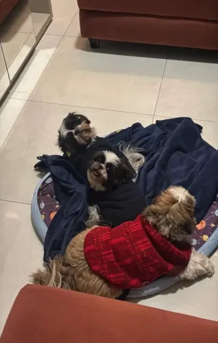 Filhote shih tzu doação