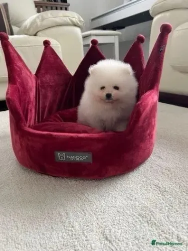 Filhote de cachorro spitz alemão/lulu da pomerânia dócil brincalhão e saudável