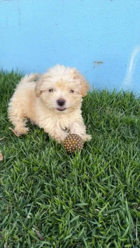 Lhasa Apso Barão nordestino canil