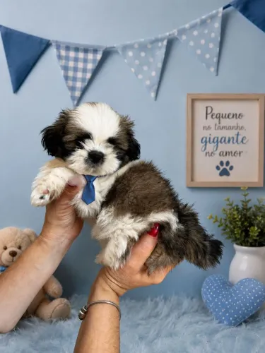Shihtzu 52 dias lindos bebes 