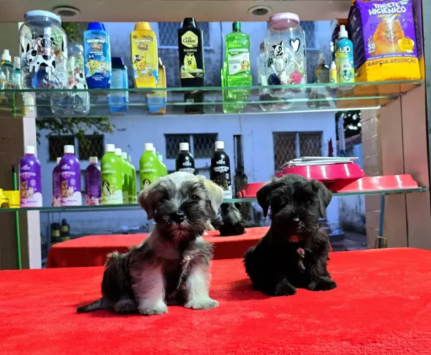 Filhotes MACHOS de Schnauzer Sal e Pimenta