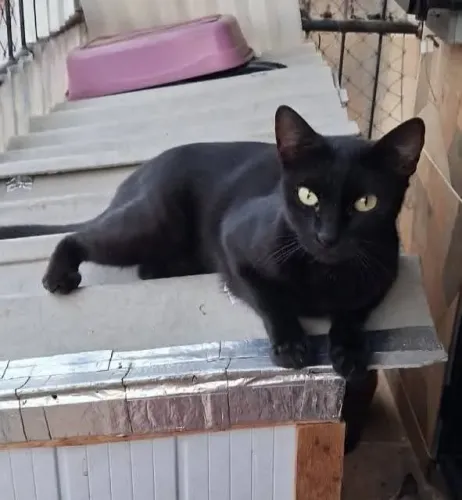 Gatas disponível pra doação 