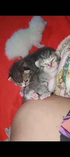 Gatinhos para adoção 