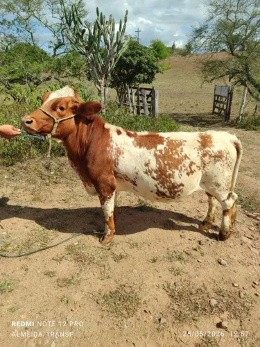 Vende mini vaca Penha