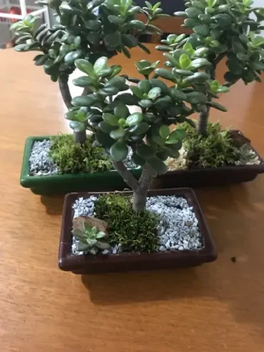 Bonsai da amizade 