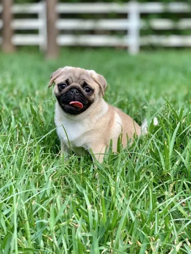 Pug filhotes gominhos para sua felicidade