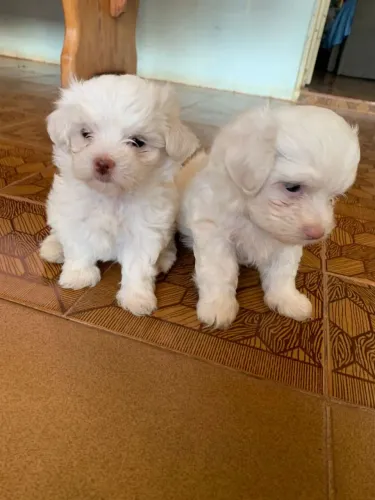 Filhotes de maltês 