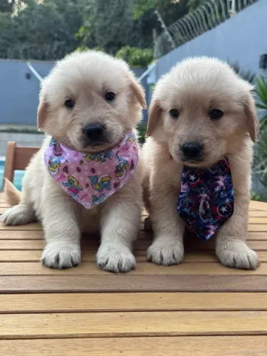 Filhote Golden Retriever companheiro