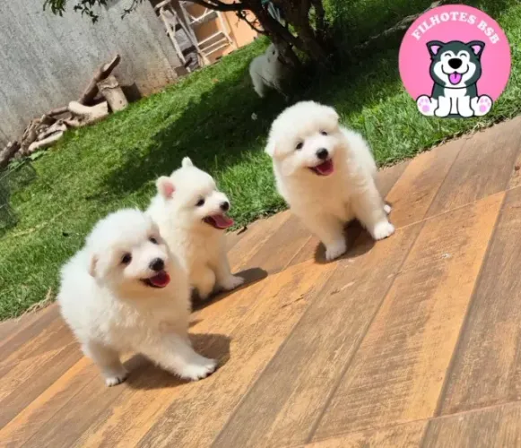 Filhotes de Spitz Japones Japonês - mini samoieda