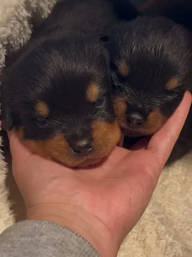 Rottweiler cabeça de touro ? imponente, corajoso e fiel!