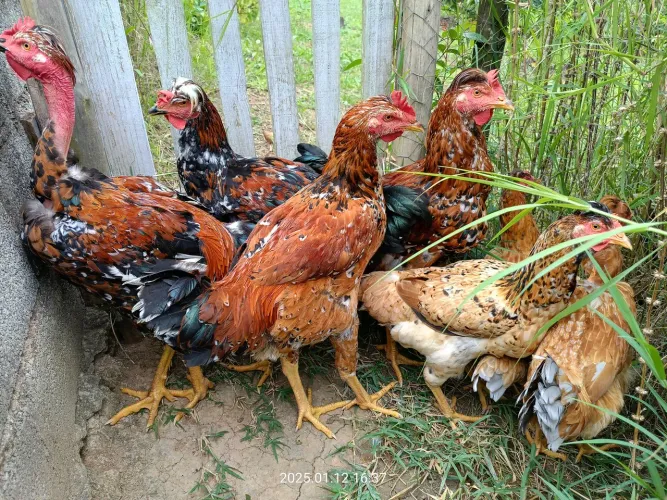 Ovos, frangos e pintinhos GSB