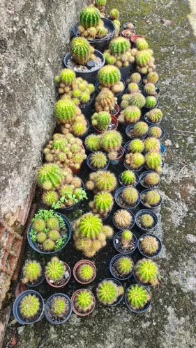 Cactos e suculentas