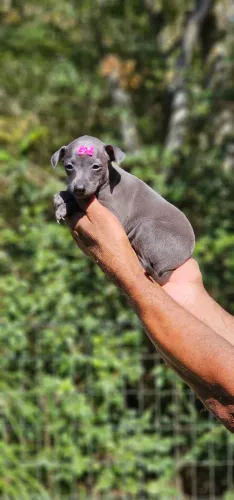 Galguinho Italiano - Princesa 