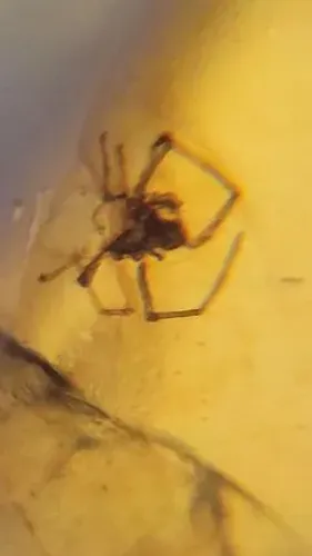 Âmbar Birmanês - Período Cretáceo - Mianmar 