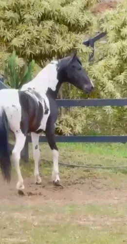 Cavalo Potro Marchador 