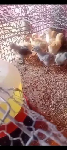 Pintinhos Caipirão