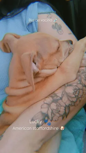 American staffordshire macho