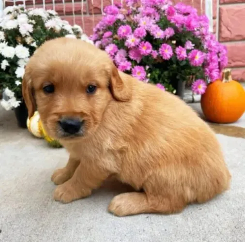 Filhotes de Golden Retriever | Filhotes super carinhosos