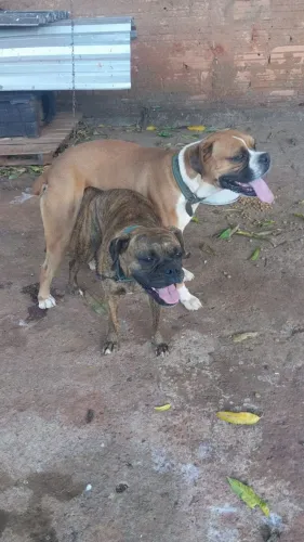 Vende-se filhotes de box