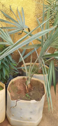 Palmeira Azul