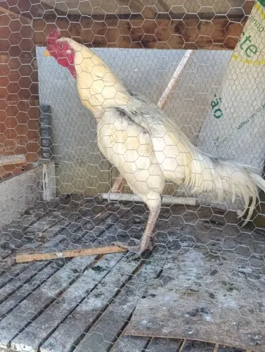 Vende se