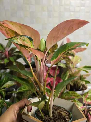 Planta- Aglaunemas Cochin Pink