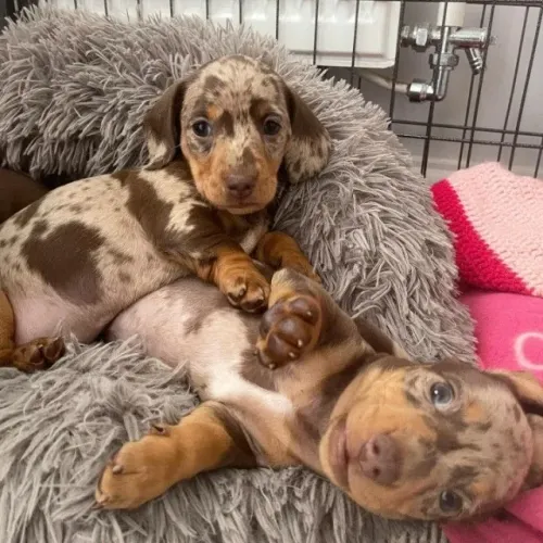 Último Basset Arlequim Macho - Reserve Antes Que Seja Tarde