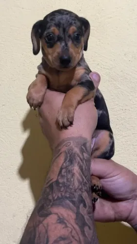 Dachshund transformando sua rotina com alegria
