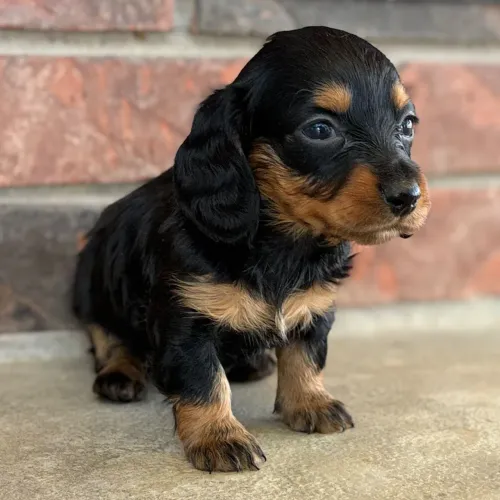 Dachshund Pelo longo: Esses pode ser seu novo amigo?