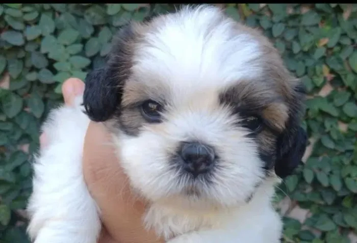 Shih tzu mini guardiao leal 