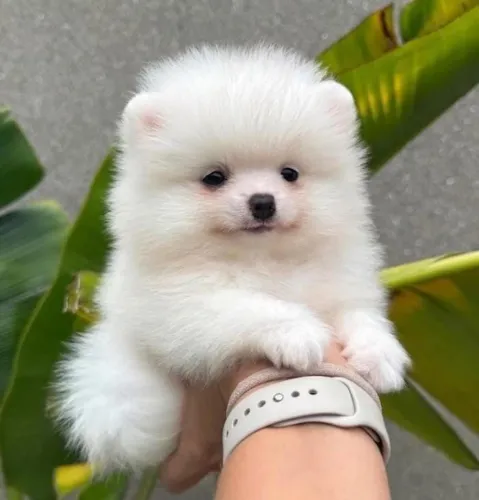 Vendo filhote de Lulu da pomerania pra reserva