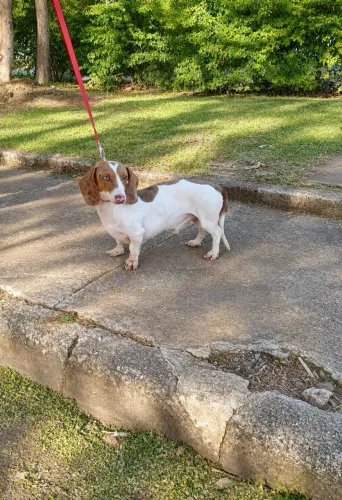 Basset 