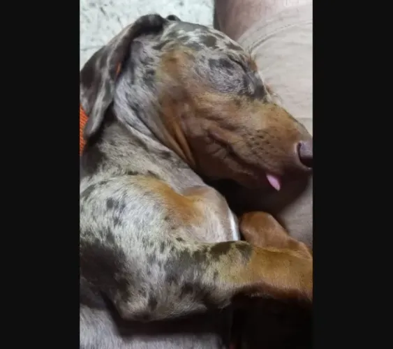 Filhote Dachshund Fêmea Arlequim