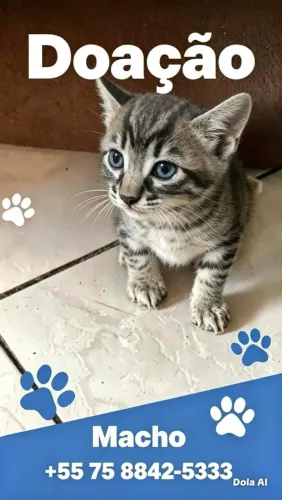 Gatinho lindo para adoção
