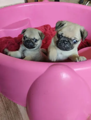 Filhote Pug, orações Felizes e Rabinhos Abanando!