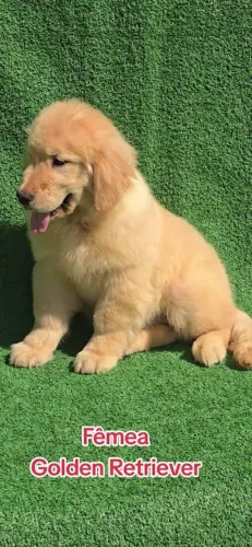 Golden retriever adoção 