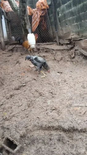 Frango caipira