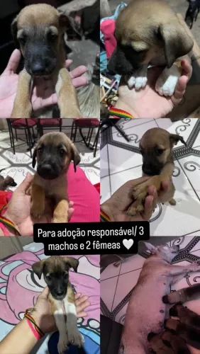 Doação de cachorrinhos?